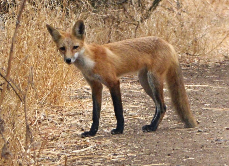 fox